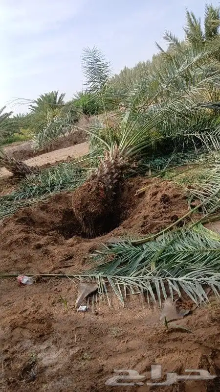 نخل نقايل متر ونص ومترين سكري صقعي برحي صفاوي عجوه خلاص 4