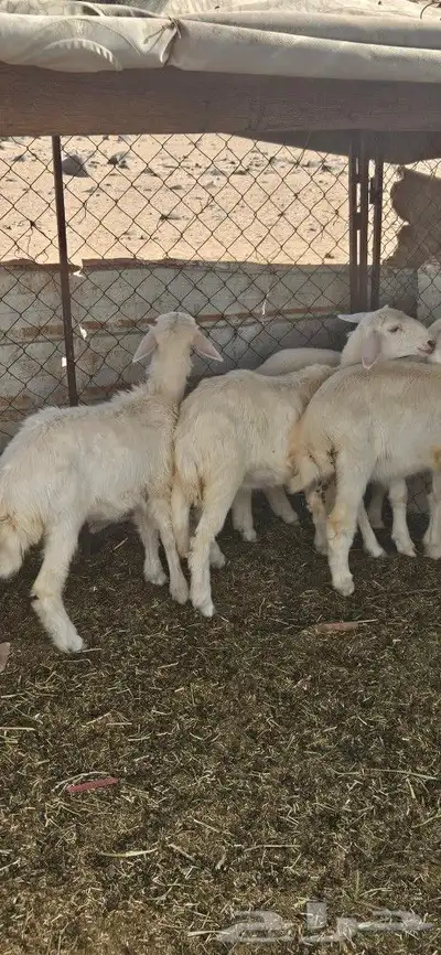 بهم البيع 2