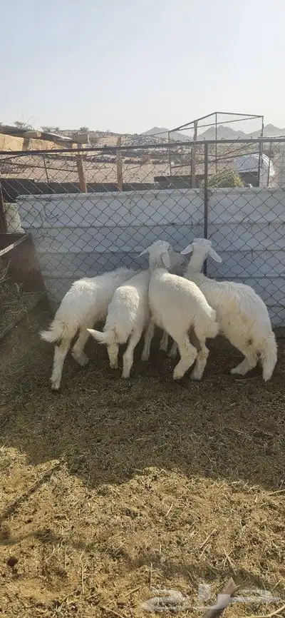 بهم البيع 1