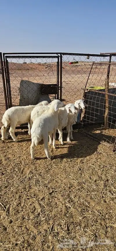 بهم البيع 3