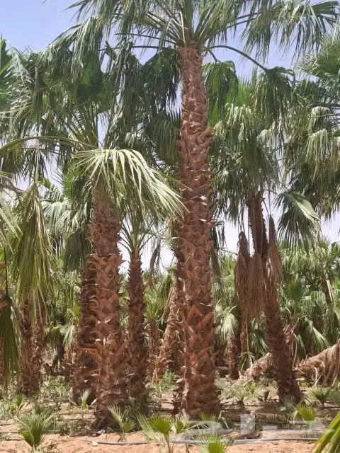 نخيل الشرقية 7