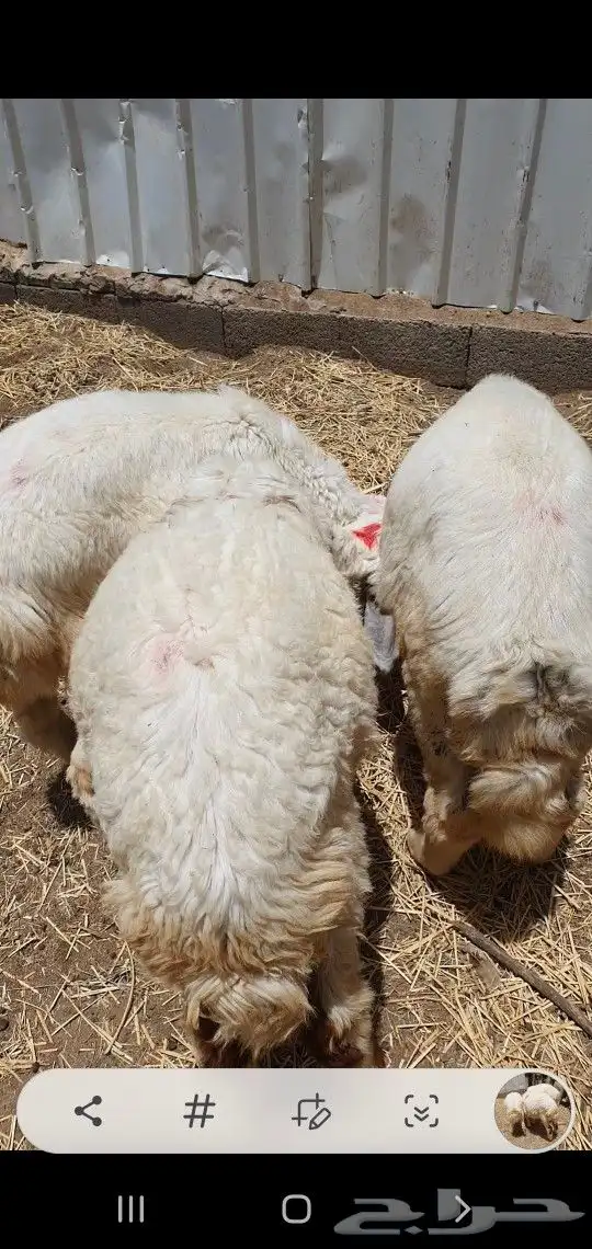 طليان مرعى بهم حول 4 اشهر 0