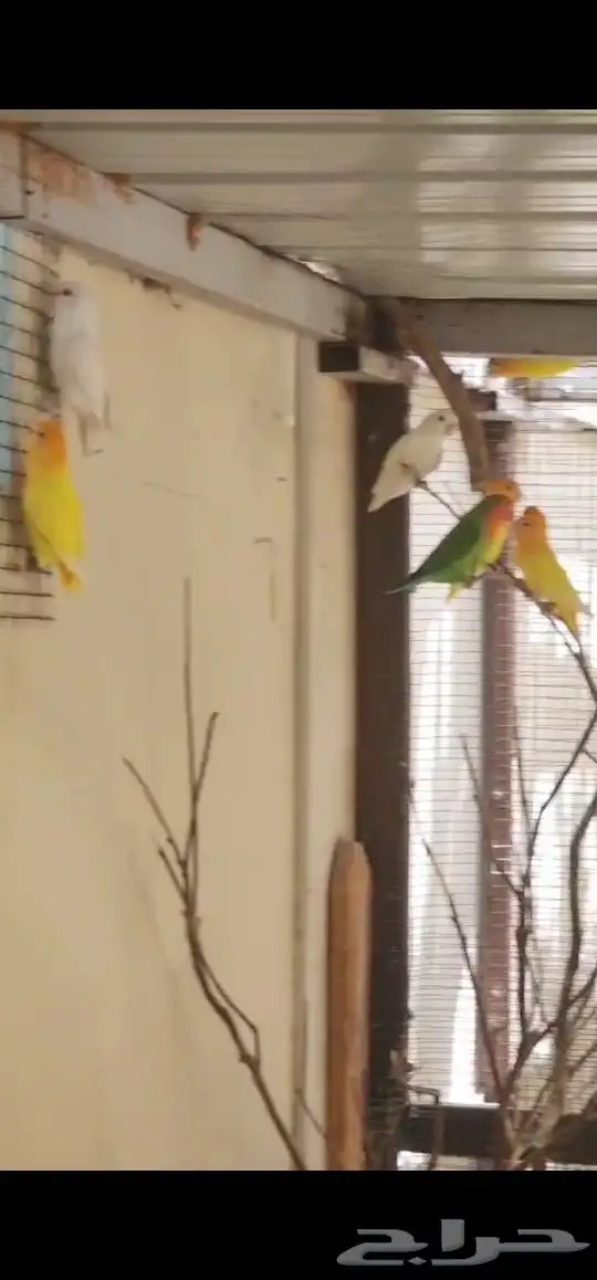 حضيرة روز تقريبا 16جوز 1