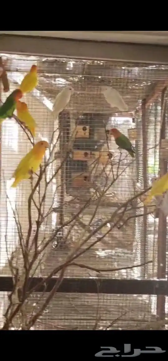 حضيرة روز تقريبا 16جوز 0