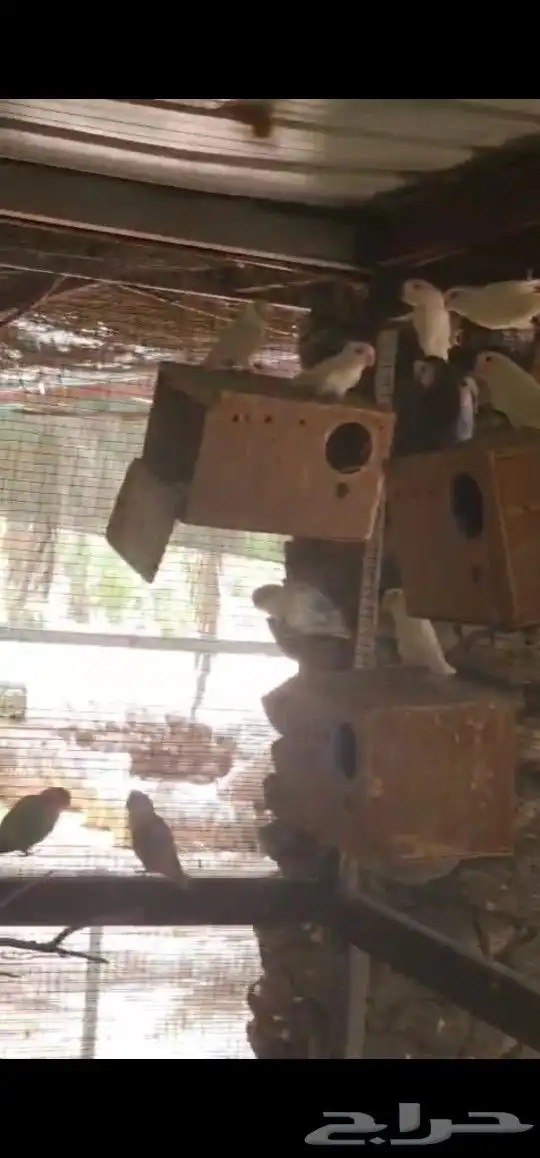 حضيرة روز تقريبا 16جوز 6