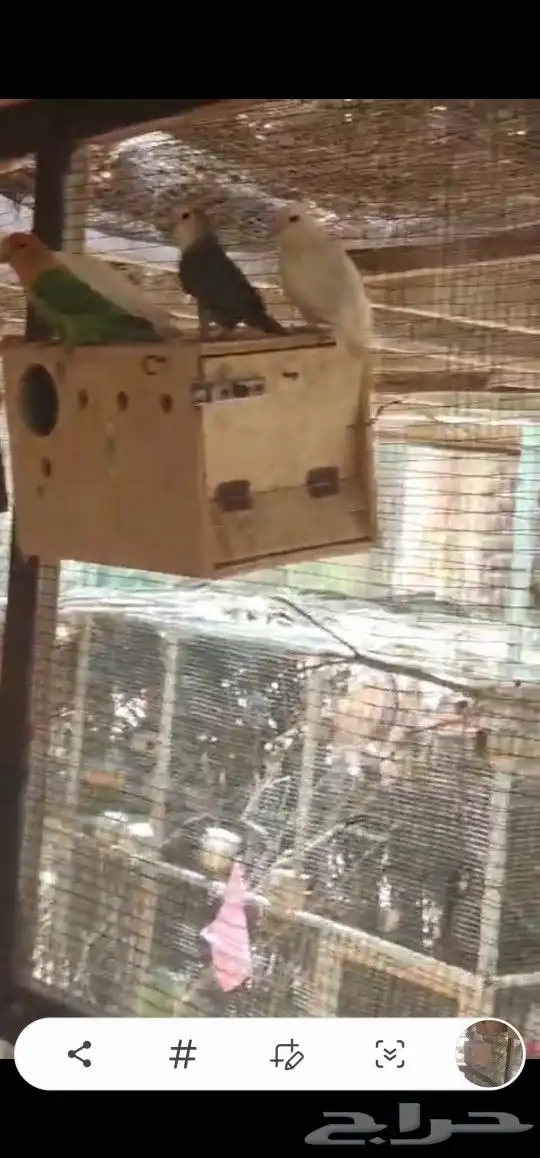 حضيرة روز تقريبا 16جوز 5