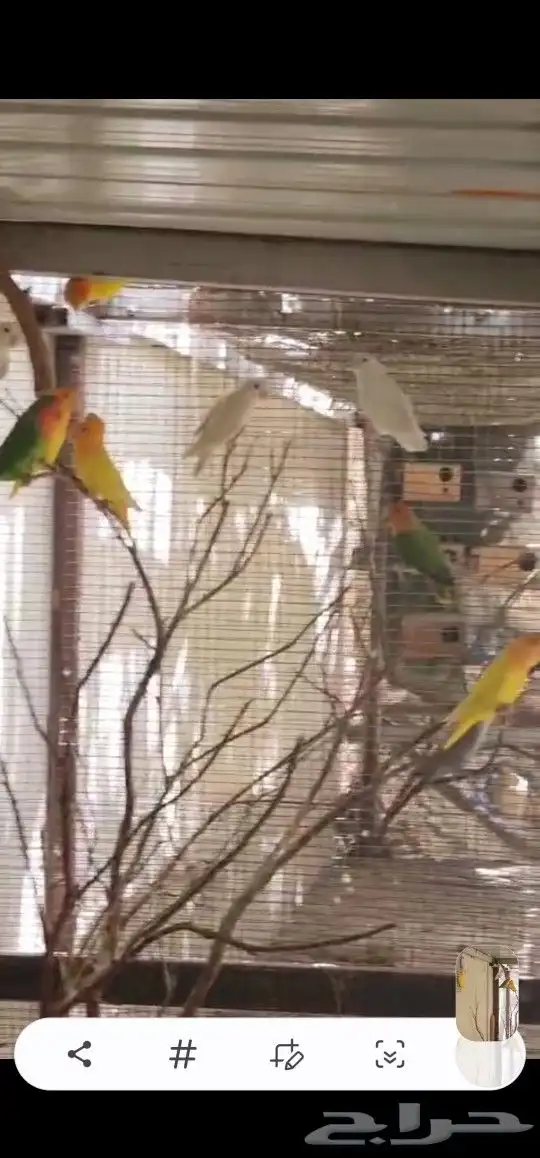 حضيرة روز تقريبا 16جوز 2