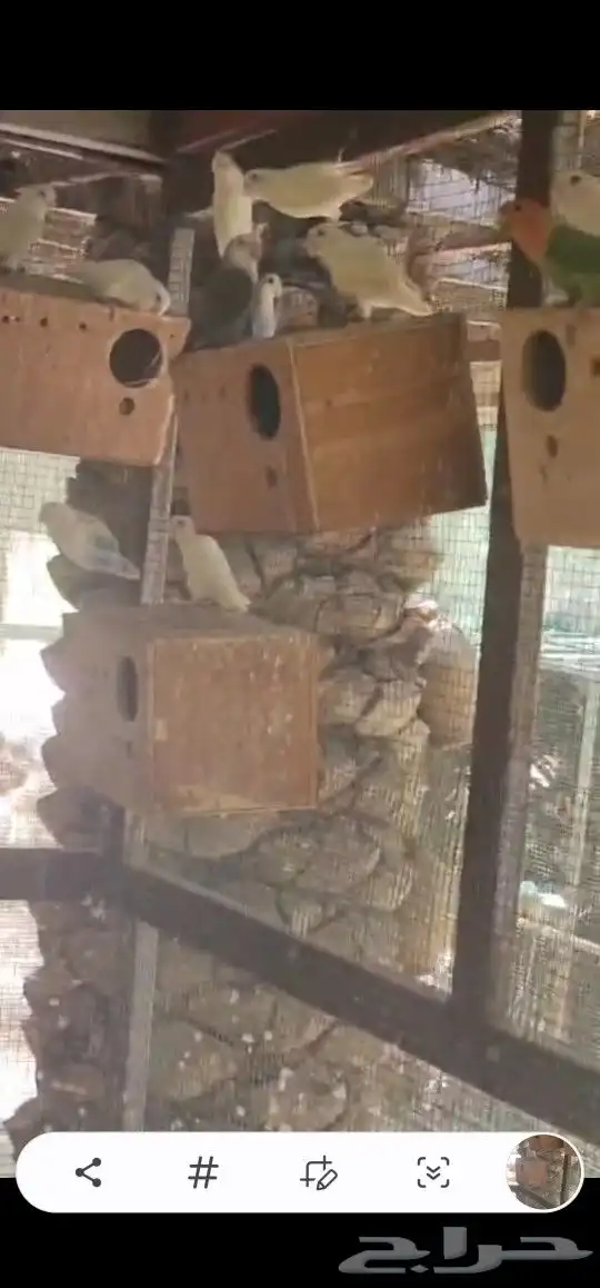 حضيرة روز تقريبا 16جوز 4