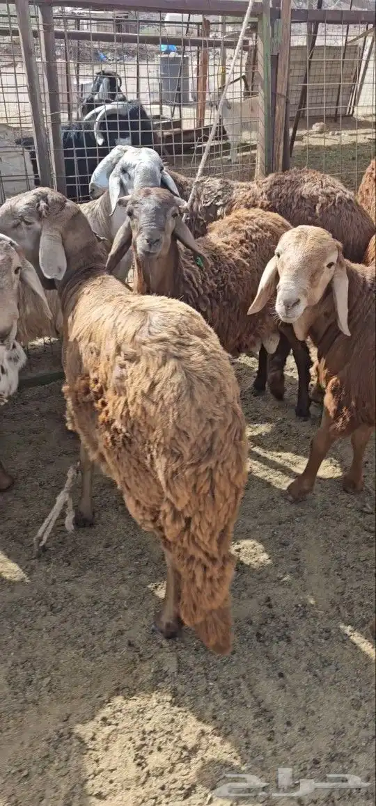 اضاحي سواكني حمرية تربية محلية 3