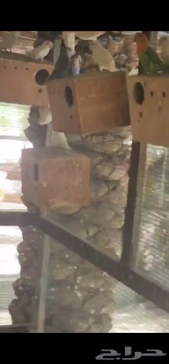 حضيرة روز تقريبا 16جوز 3