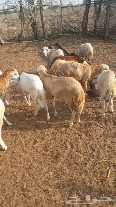 خرفان دنكلي مربيه 4 شهور 0