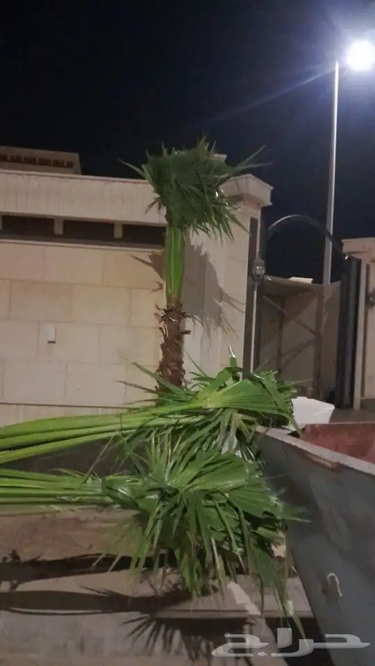 نخيل الشرقية 0