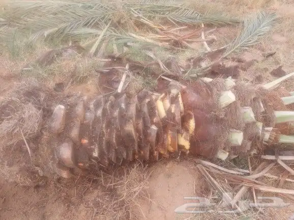 يوجد لدينا جميع انواع انخيل المثمر حسب المقاسات ونوعية 1