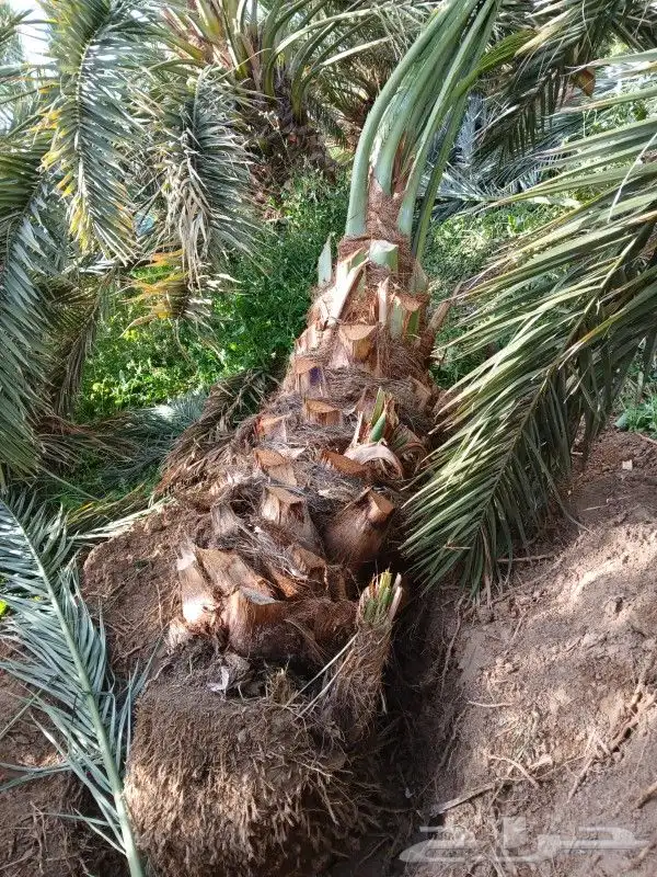 نخل نقايل متر ونص ومترين سكري صقعي برحي صفاوي عجوه خلاص 0