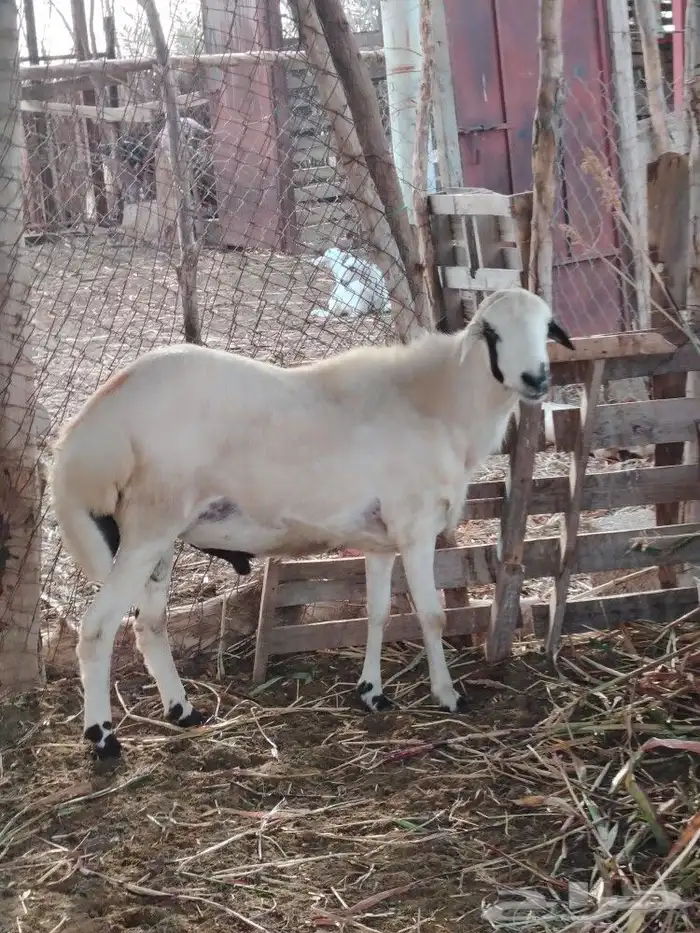 فحل فاخر للبيع (تم البيع) 1