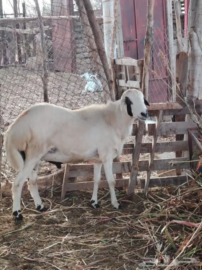 فحل فاخر للبيع (تم البيع) 0