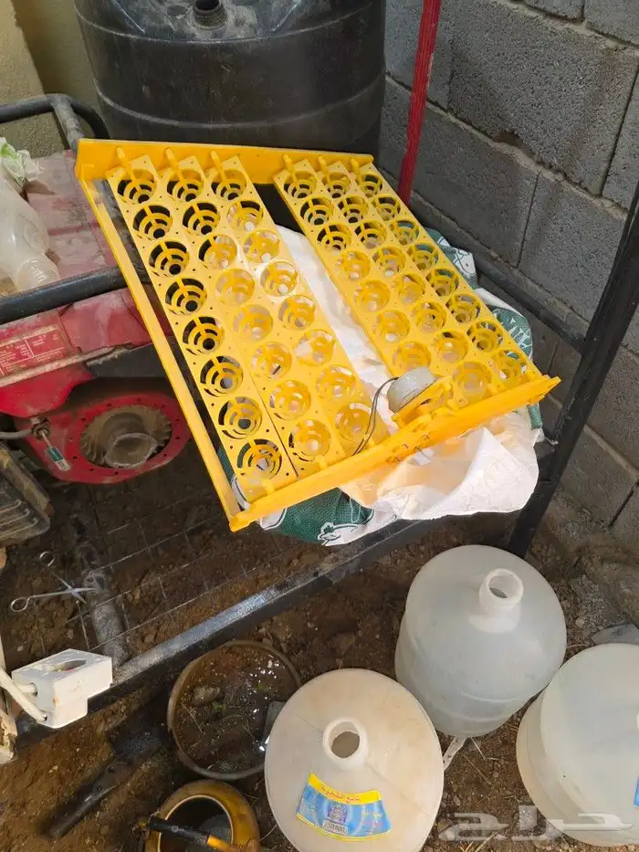 فقصة بيط 1