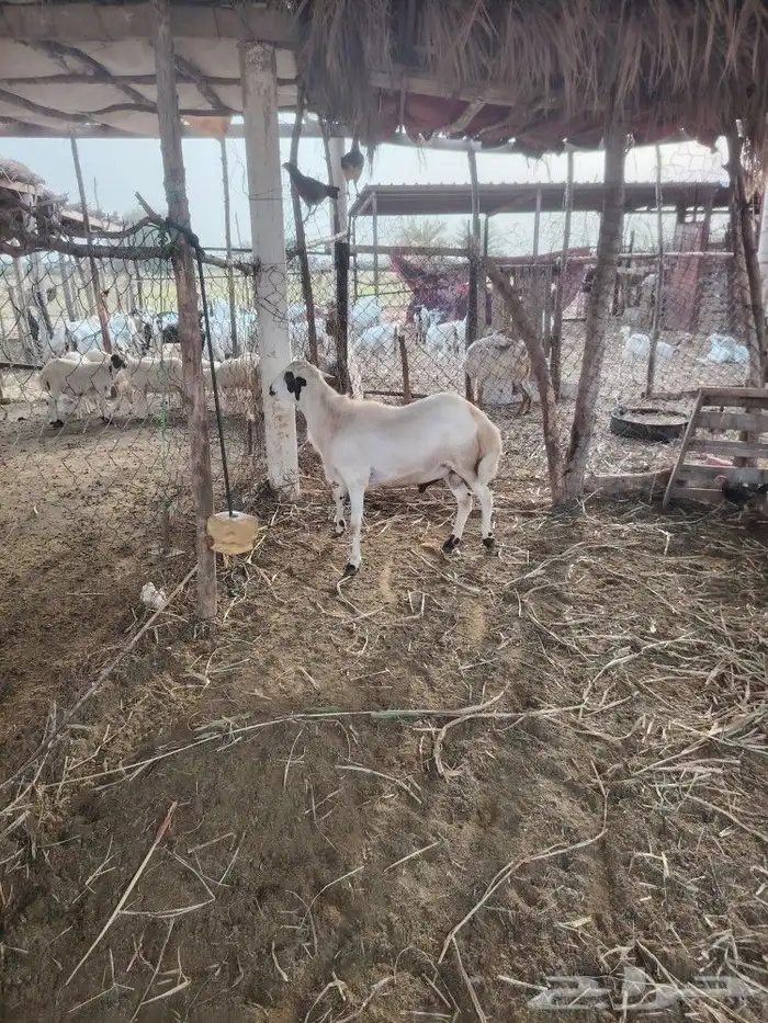 فحل فاخر للبيع (تم البيع) 7