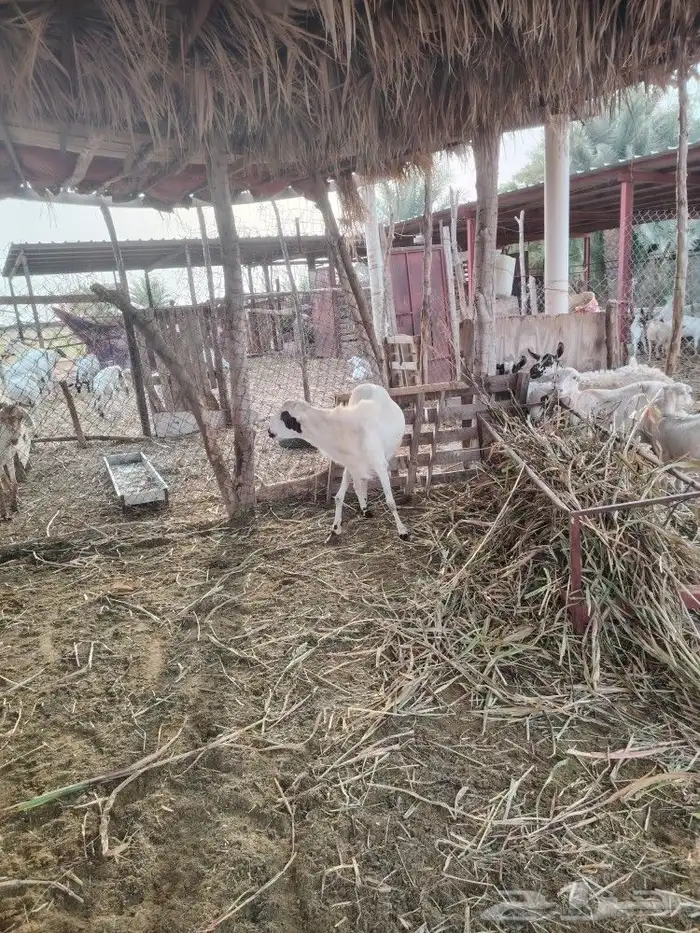 فحل فاخر للبيع (تم البيع) 2