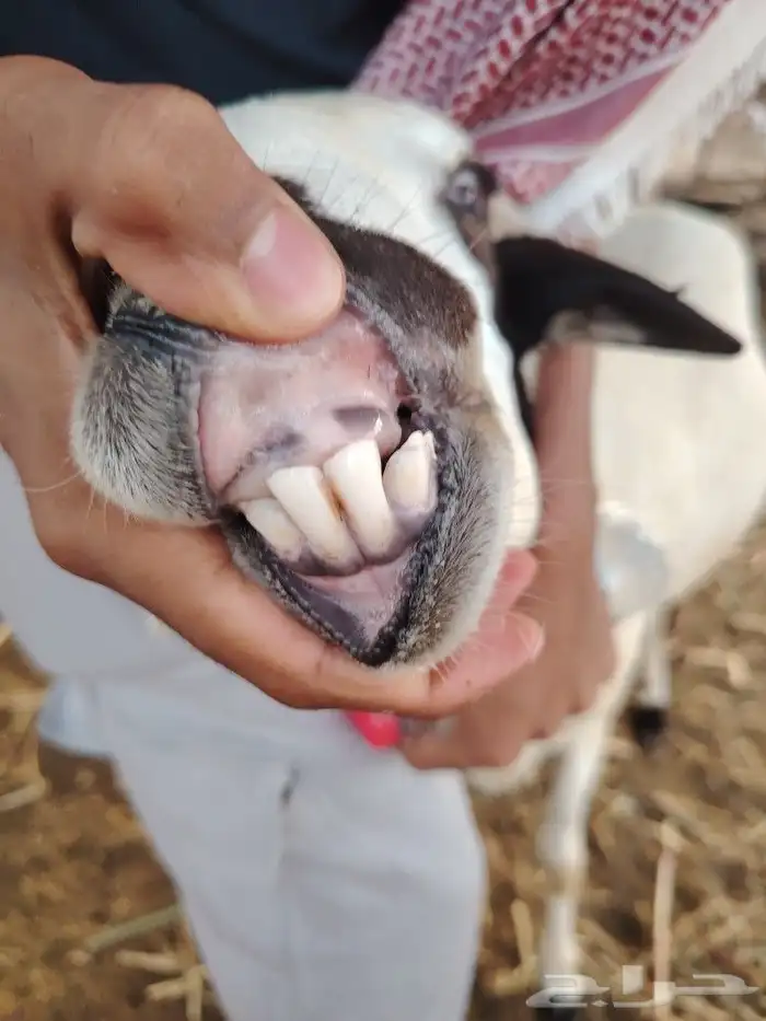 فحل فاخر للبيع (تم البيع) 3