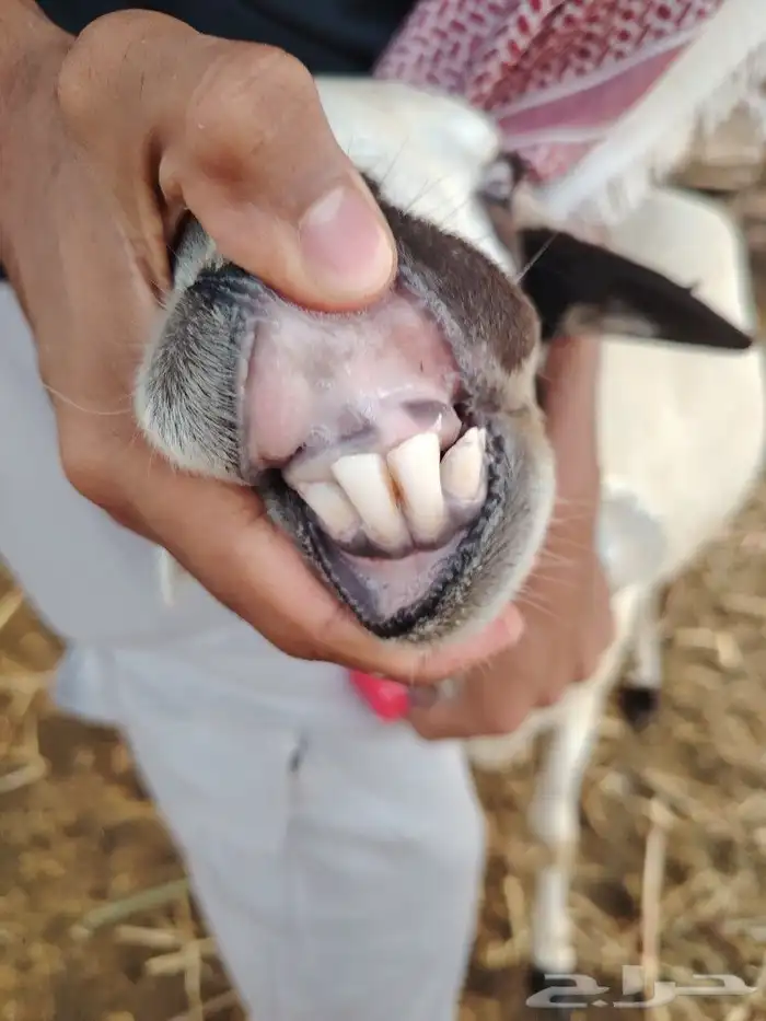 فحل فاخر للبيع (تم البيع) 8