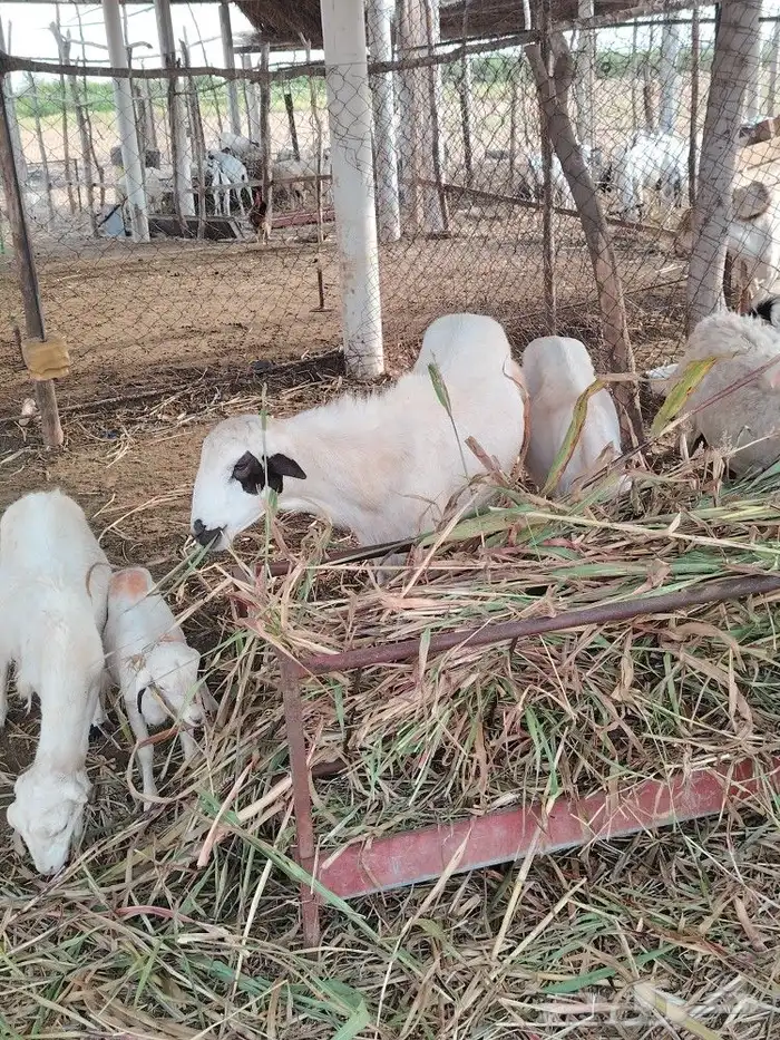 فحل فاخر للبيع (تم البيع) 4