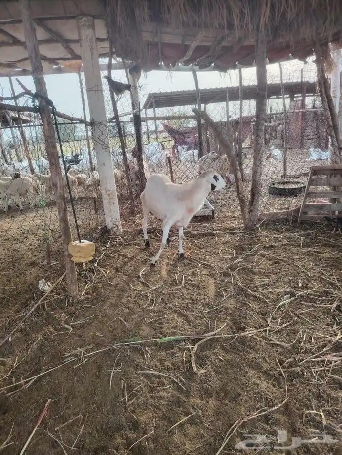 فحل فاخر للبيع (تم البيع) 6