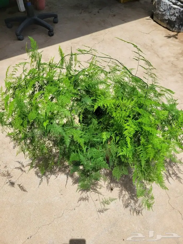 نبات الهليون الناعم 1