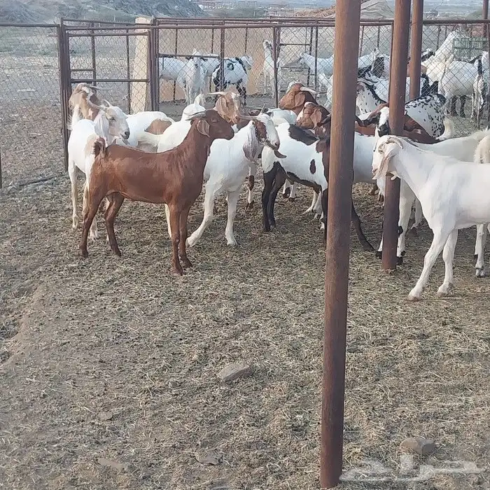 تيوس جنوبية يوجد توصيل الرياض 1