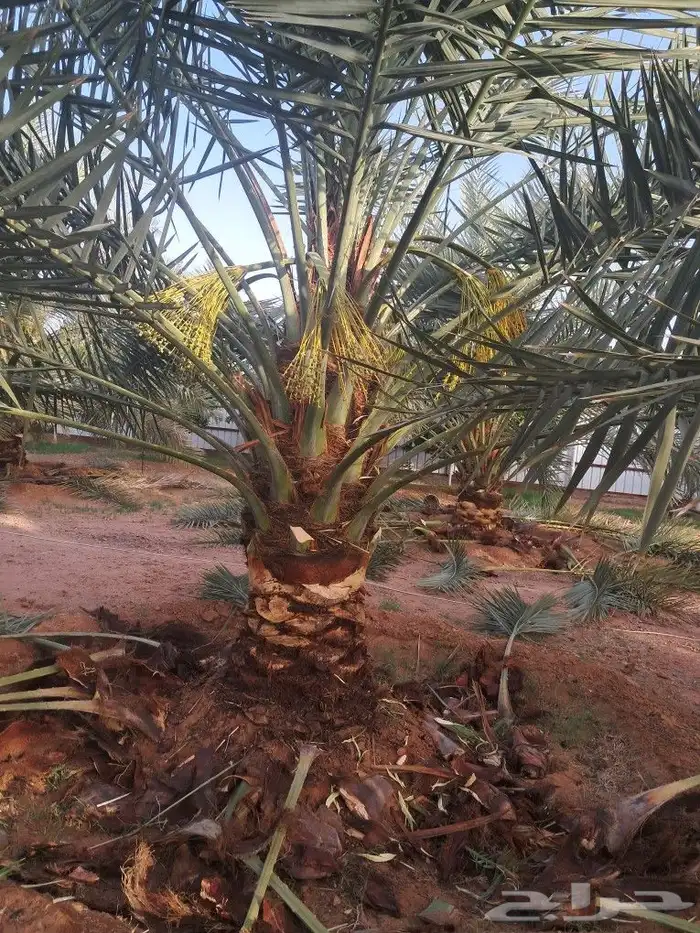 تعديل وتكريب النخيل 4