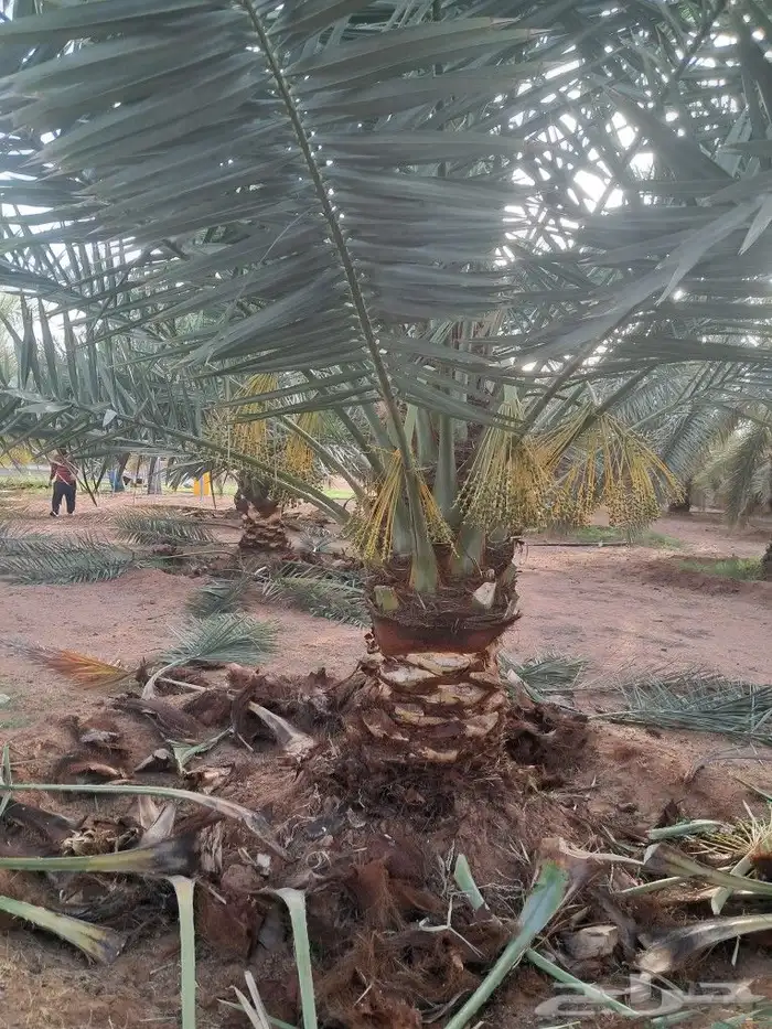 تعديل وتكريب النخيل 0