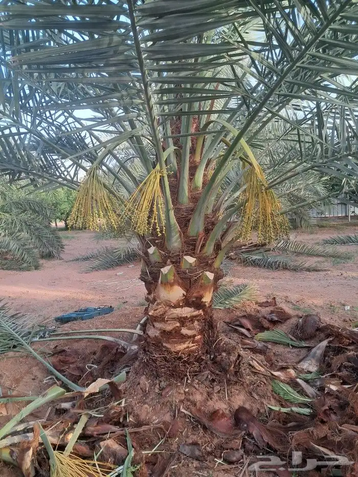 تعديل وتكريب النخيل 1