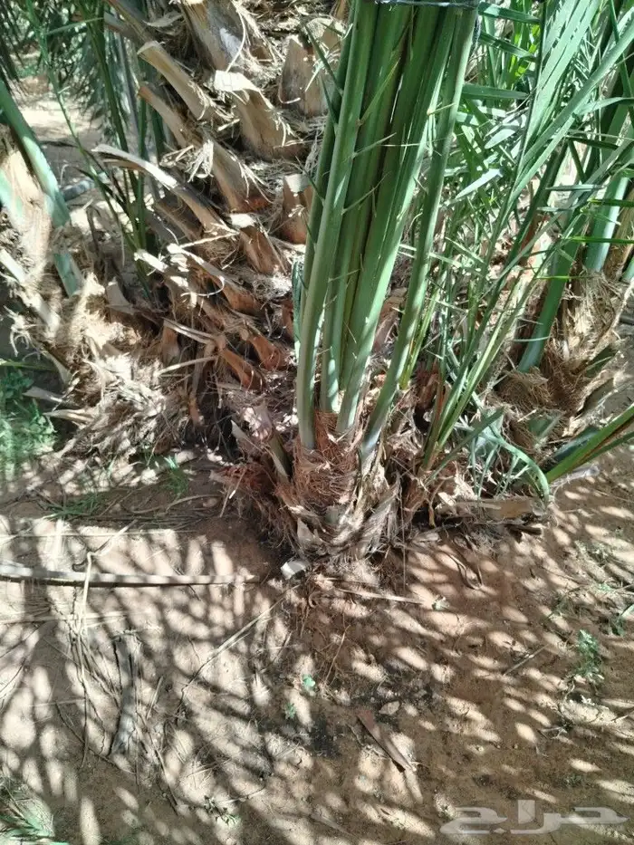 نخل للبيع 6