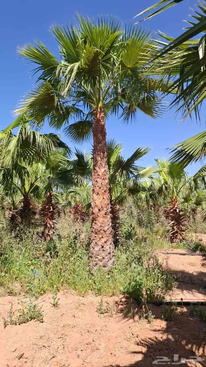 نخل واشنطني أمريكي 3