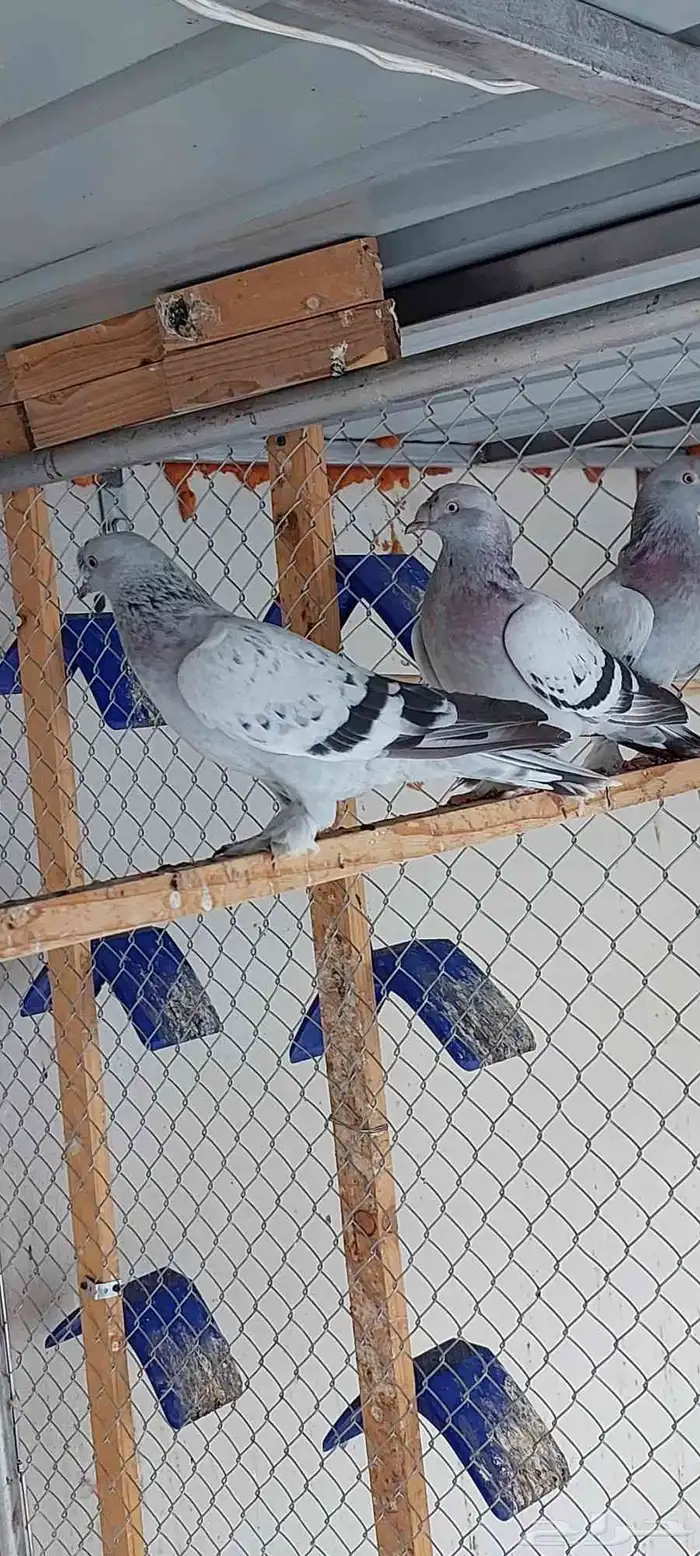 حمام تركي 2