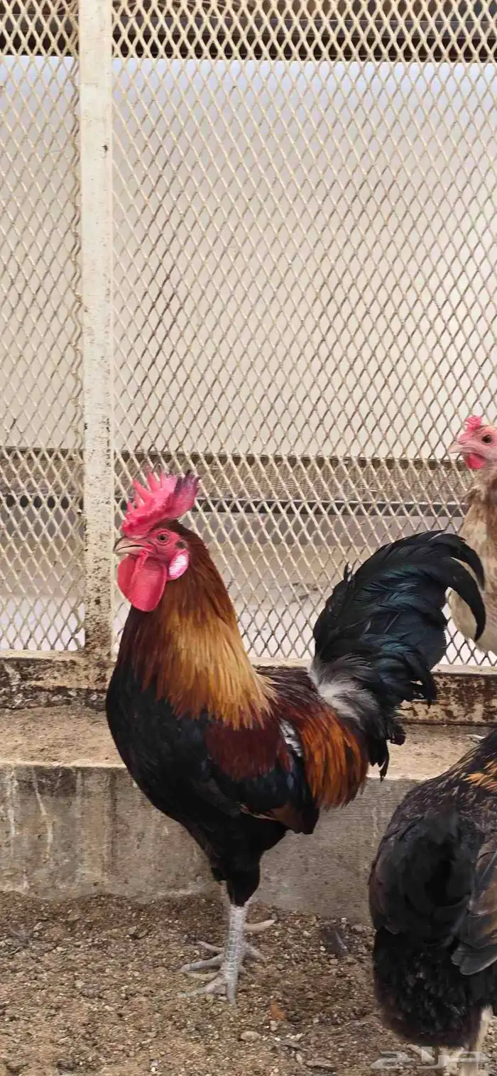 ديك ترثه تاااج 0