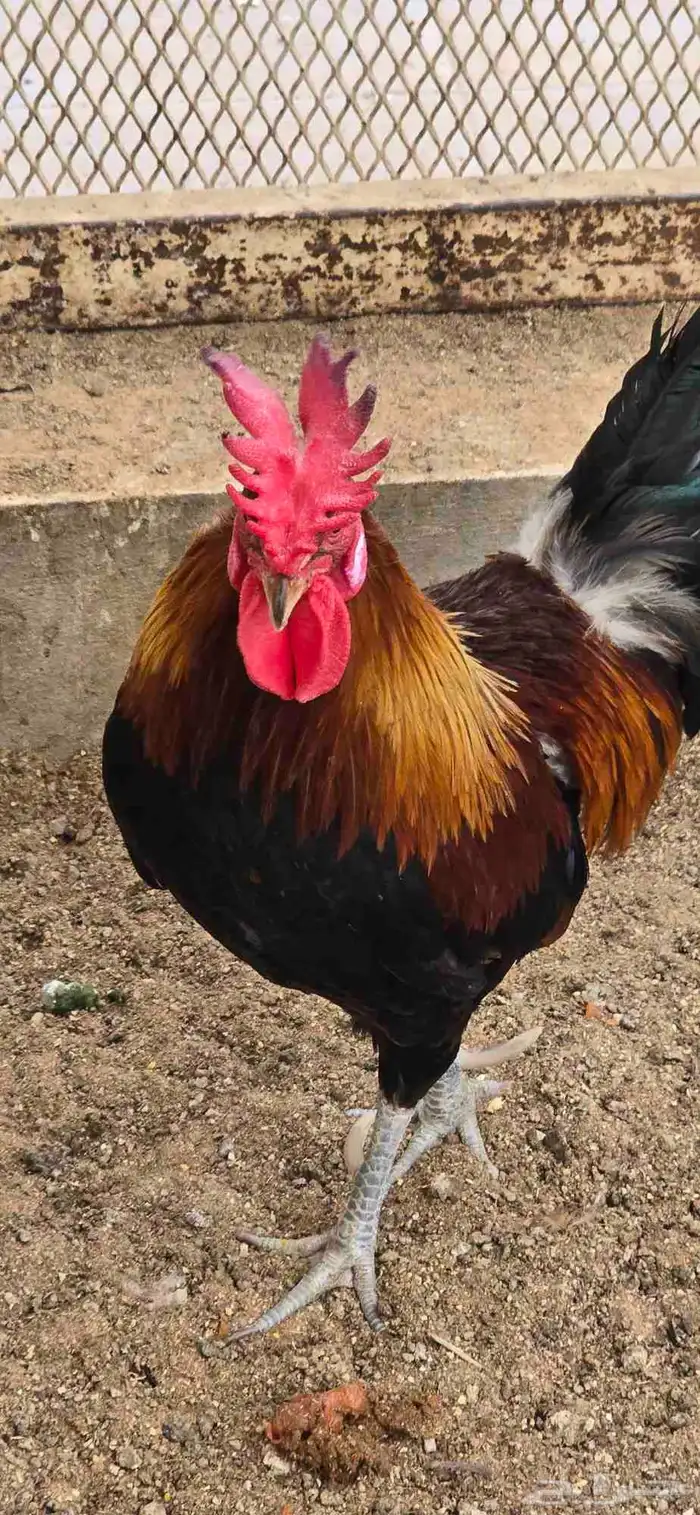 ديك ترثه تاااج 2