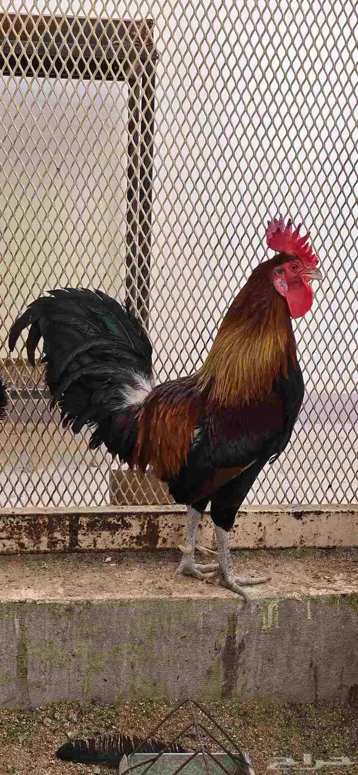 ديك ترثه تاااج 1