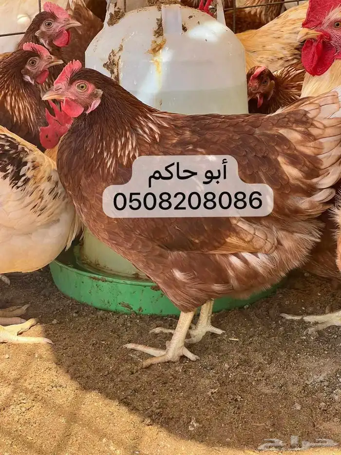 دجاج لوهمان براون 3