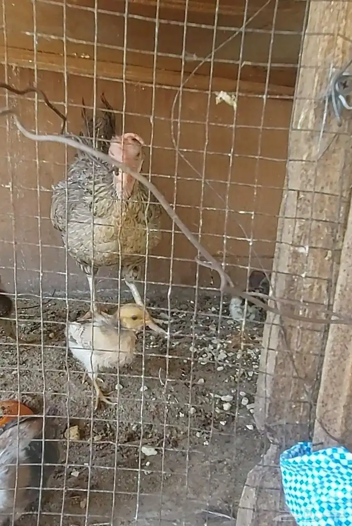 دجاجه مفرخه 1