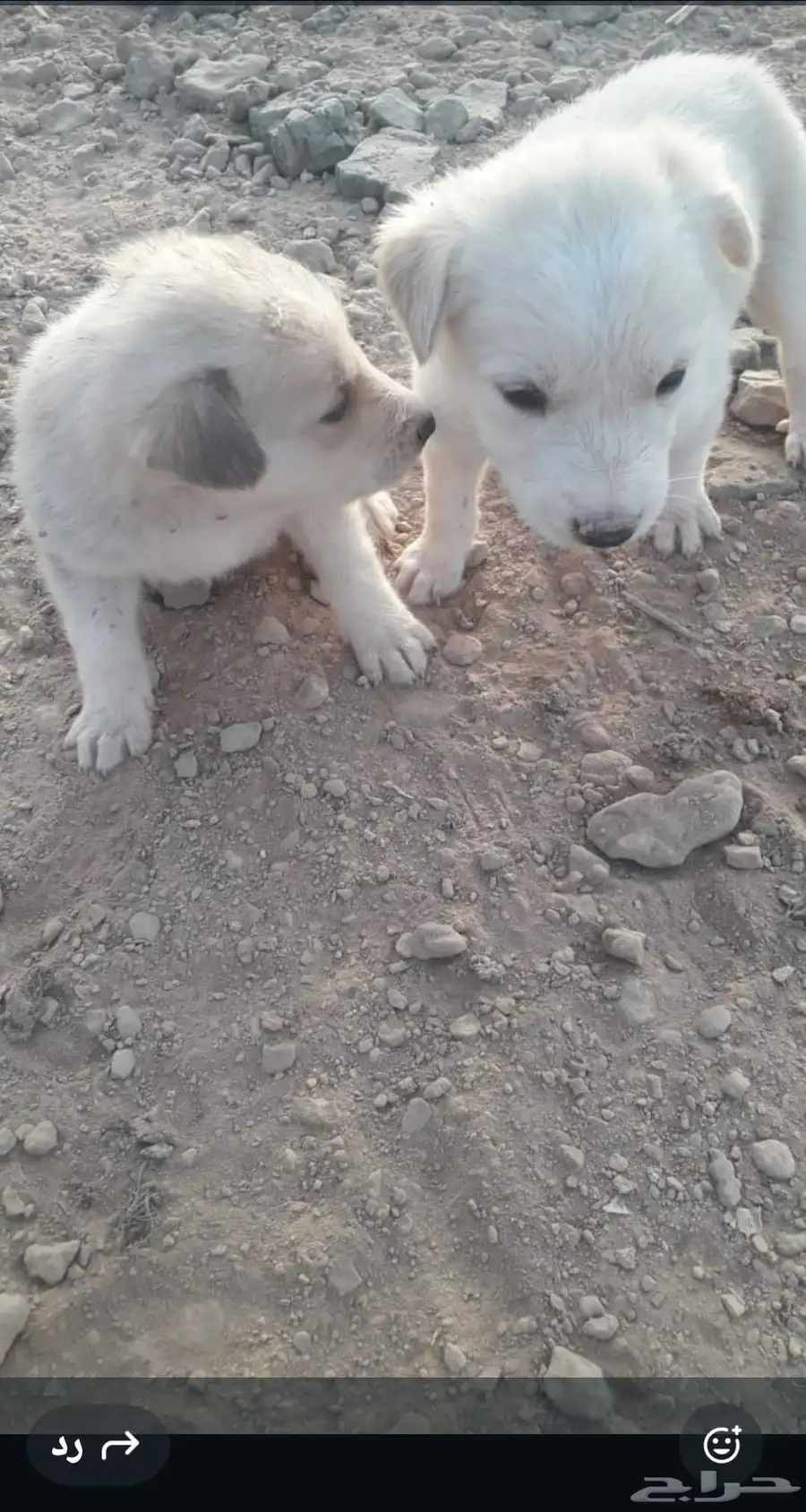 هاسكي مهجن 2