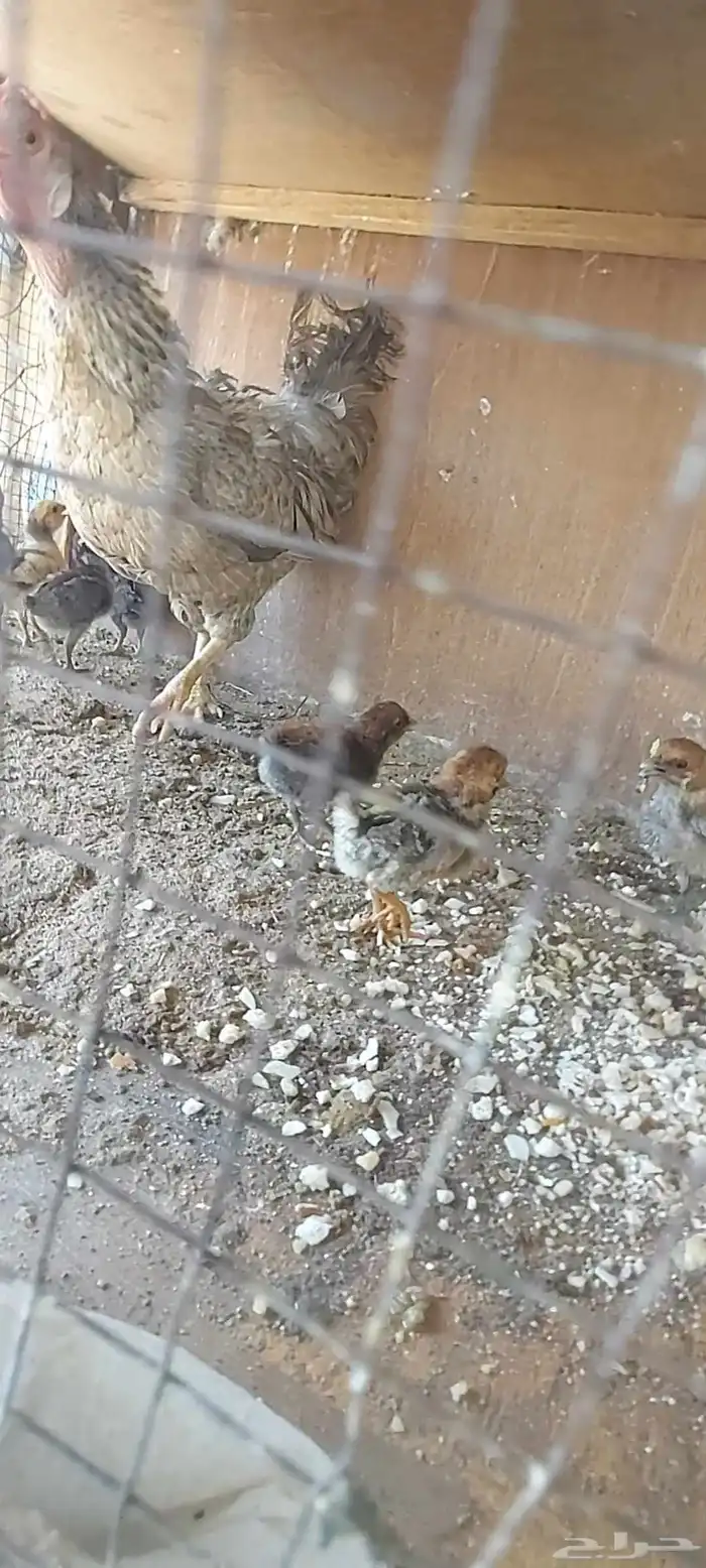 دجاجه مفرخه 2