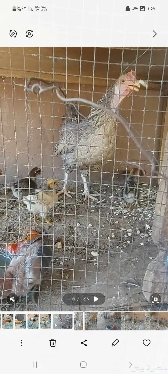 دجاجه مفرخه 0