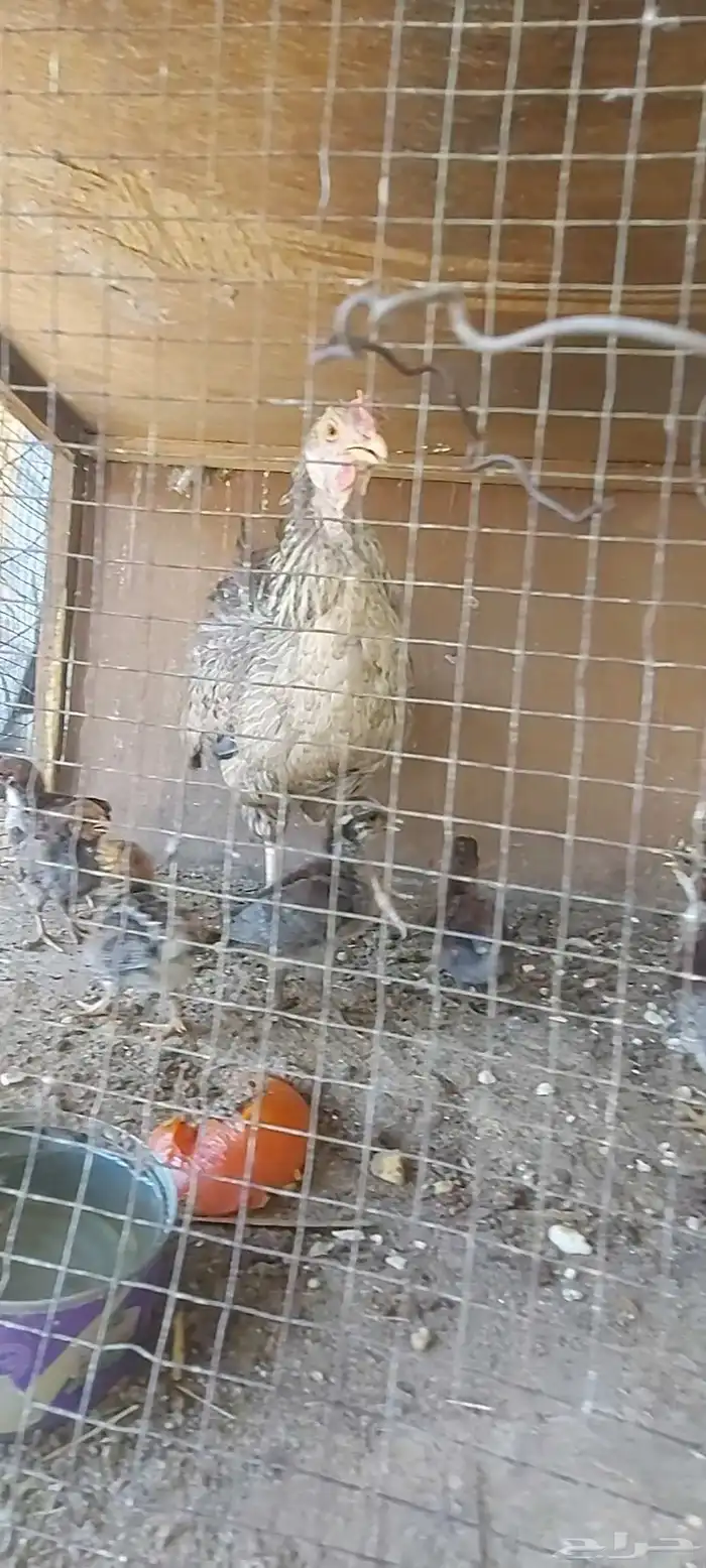 دجاجه مفرخه 6