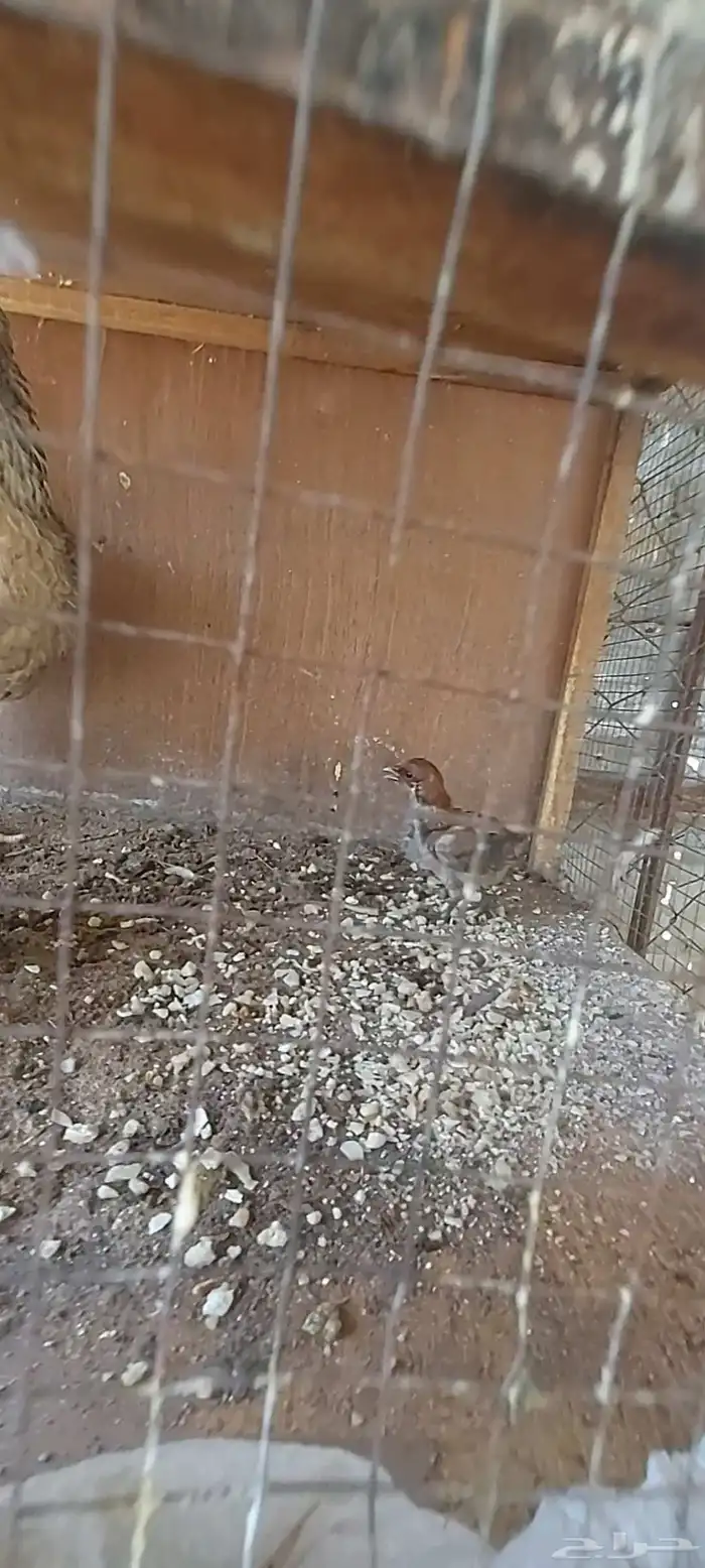 دجاجه مفرخه 3