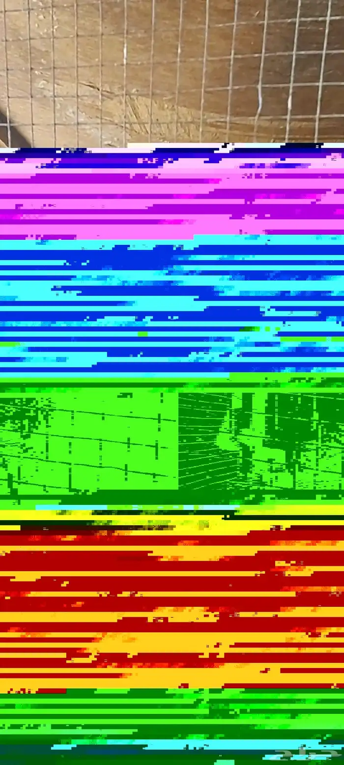 دجاجه مفرخه 5