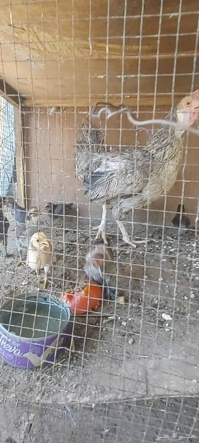 دجاجه مفرخه 4