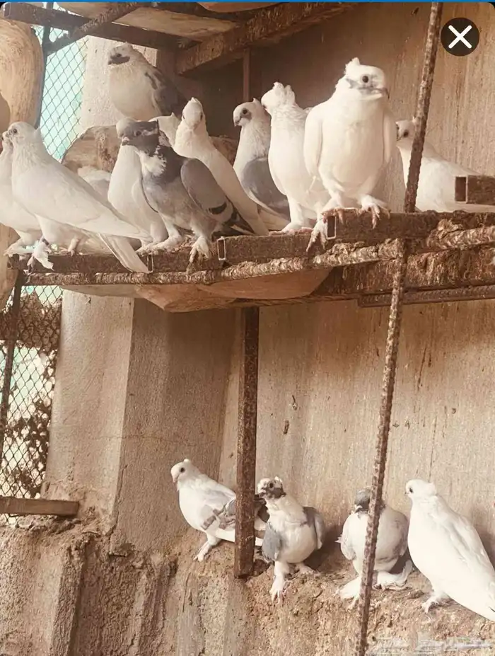 حمام روماني جمله وتفريد 1