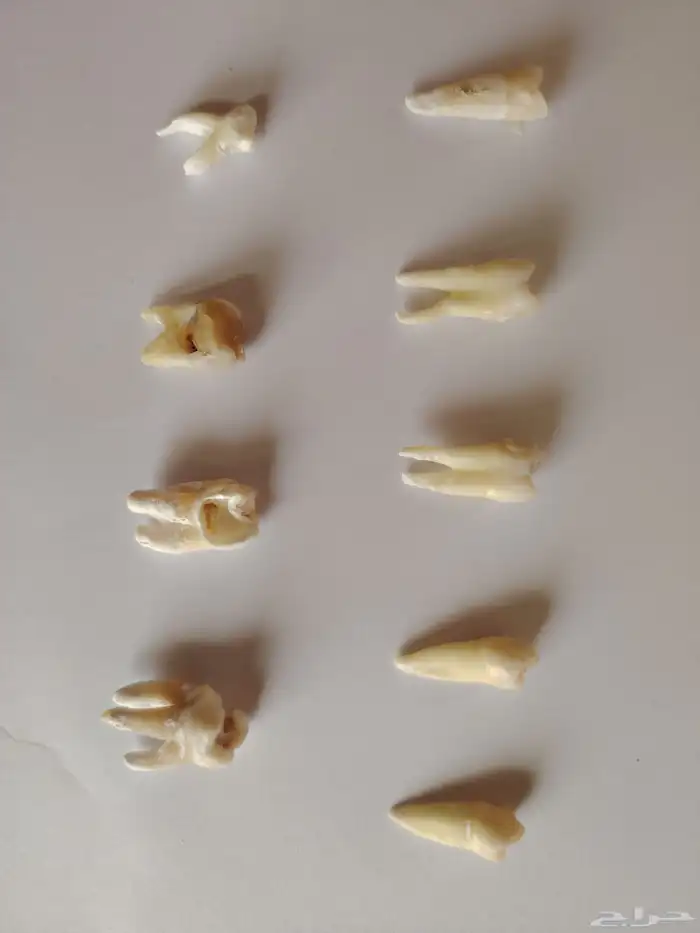 اسنان حقيقيه مخلوعه للبيع 0