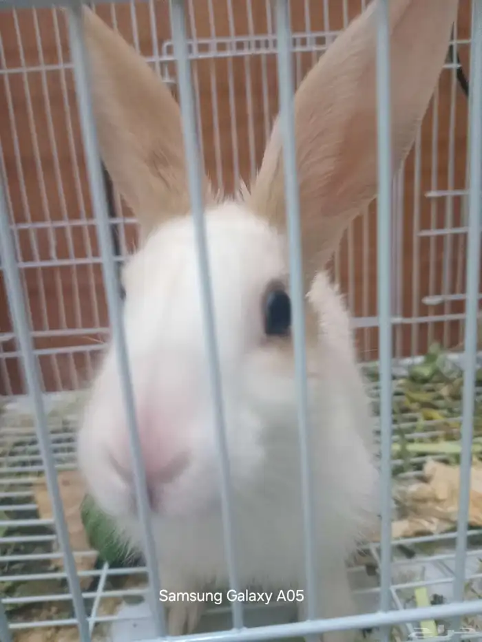 ارنب صغير تربية للبيع 2